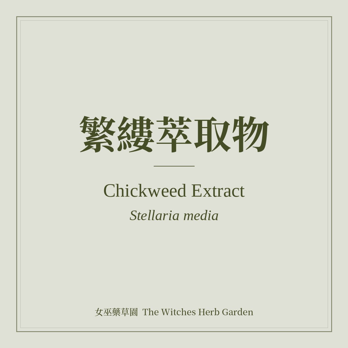 Chickweed Extract 繁縷萃取物 Stellaria media