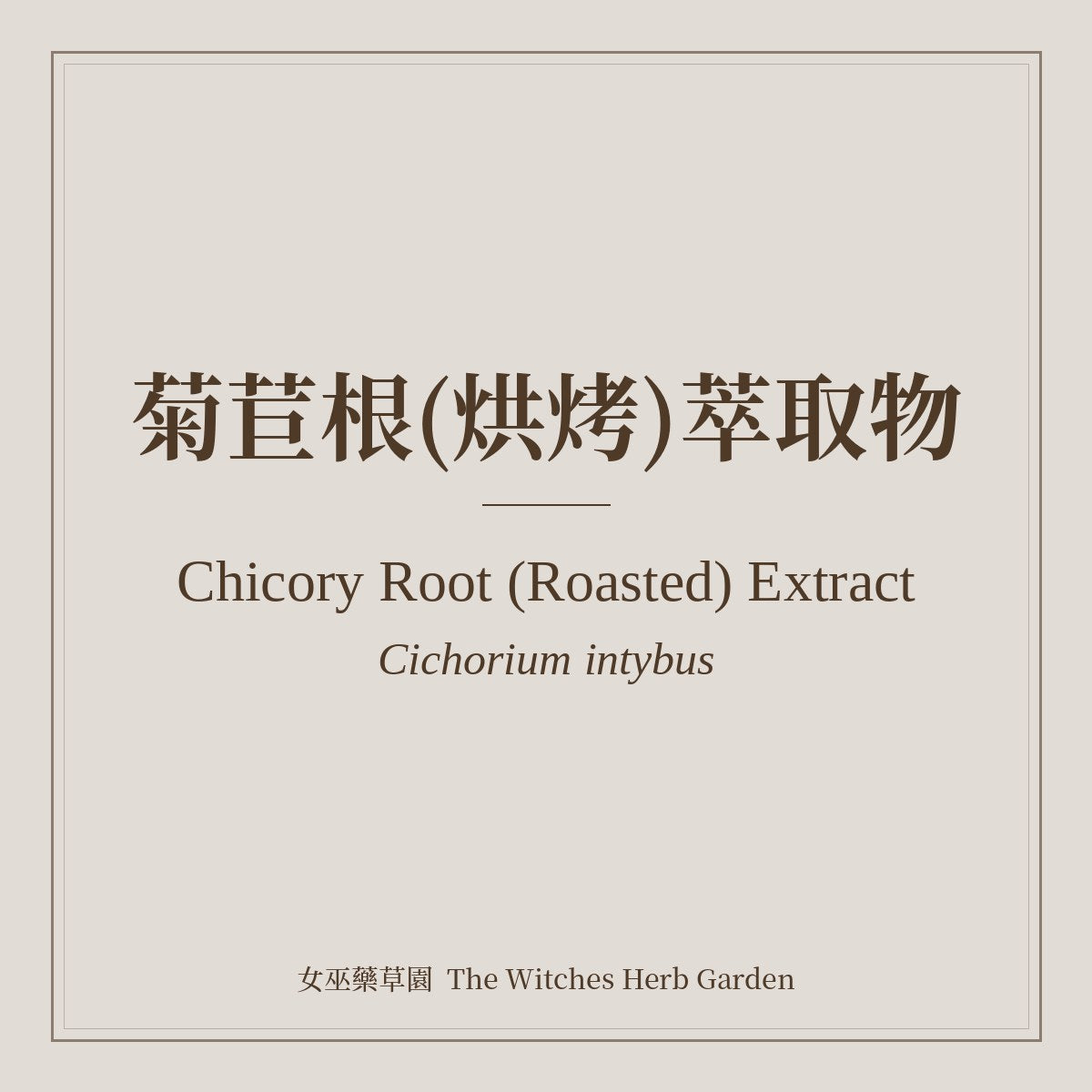 Chicory Root (Roasted) Extract Cichorium intybus