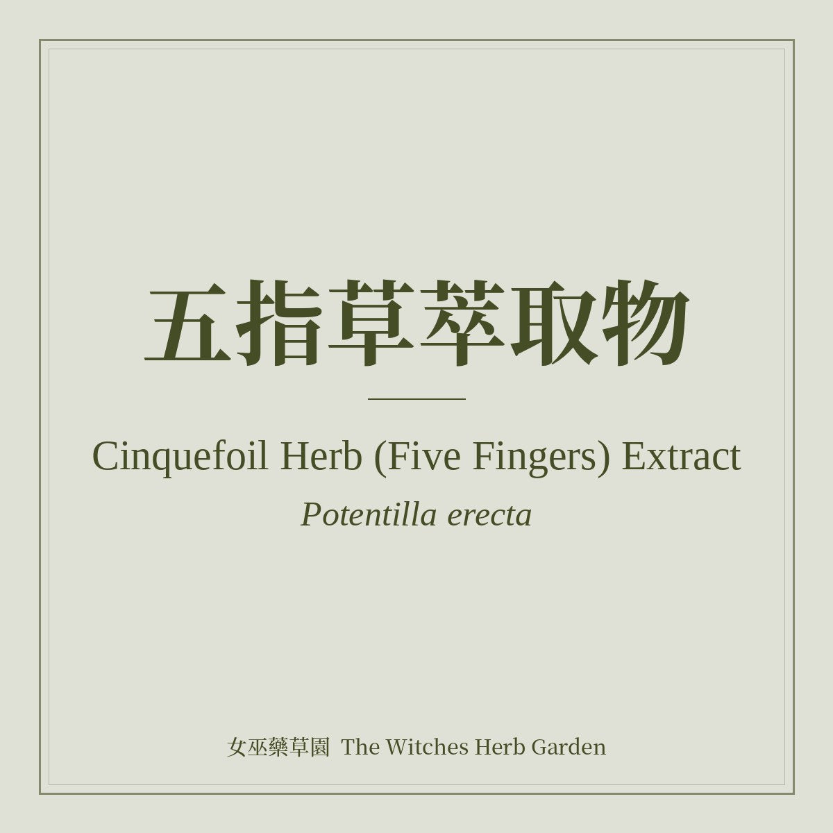 Cinquefoil Herb (Five Fingers) Extract 五指草萃取物 Potentilla erecta
