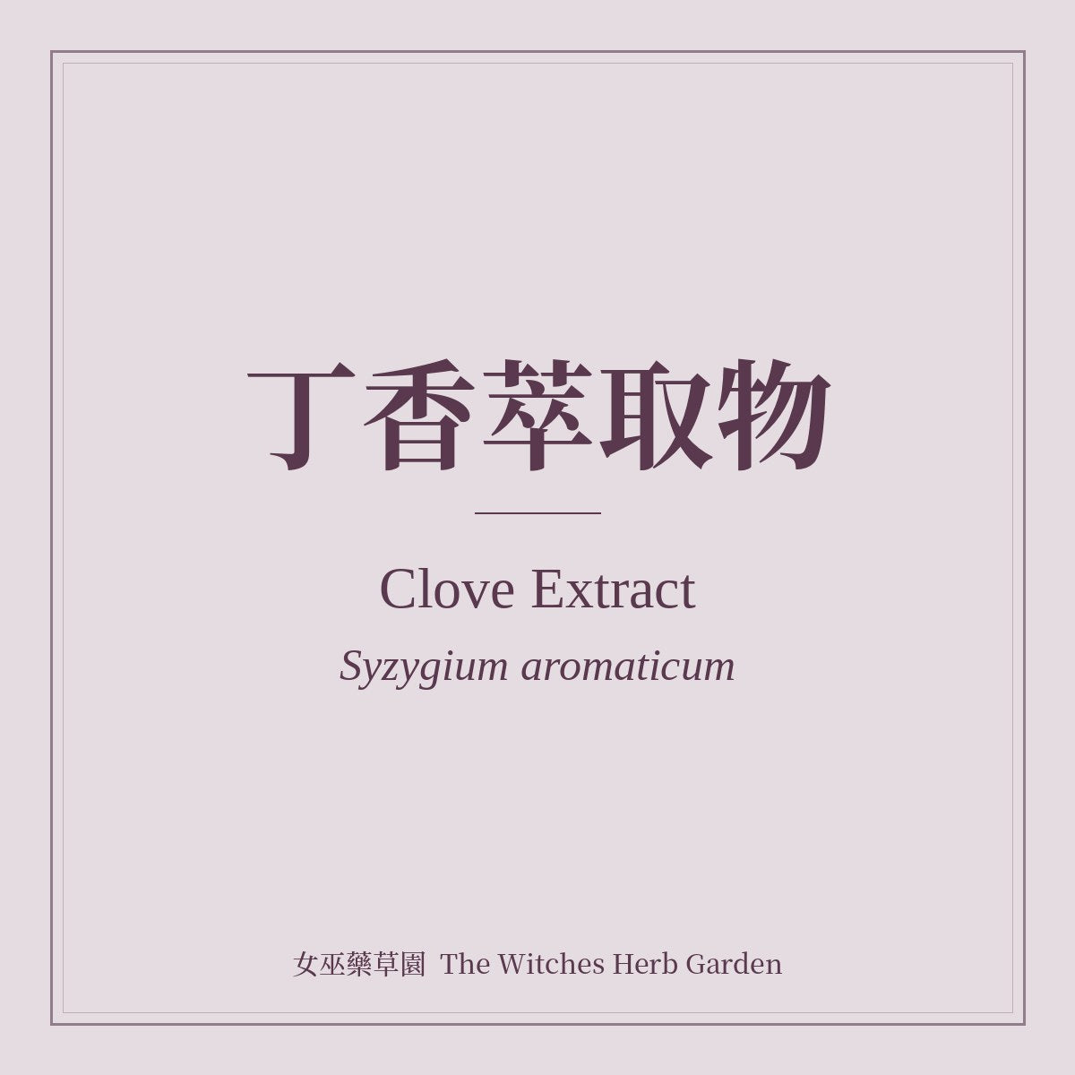 Clove Extract Syzygium aromaticum