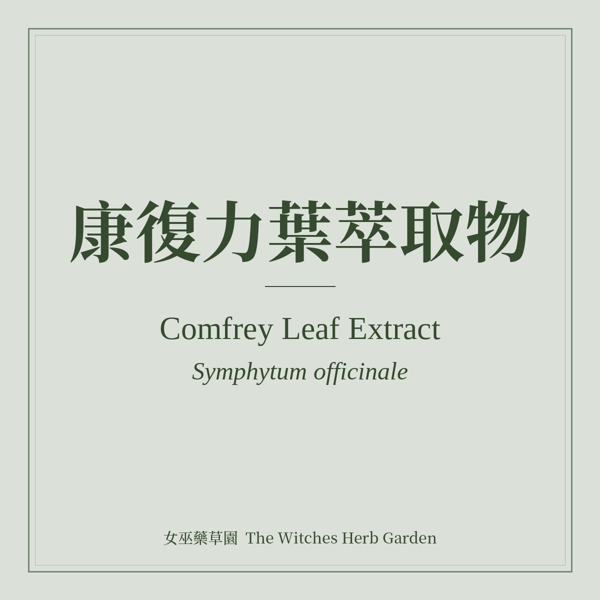 Comfrey Leaf Extract Symphytum officinale