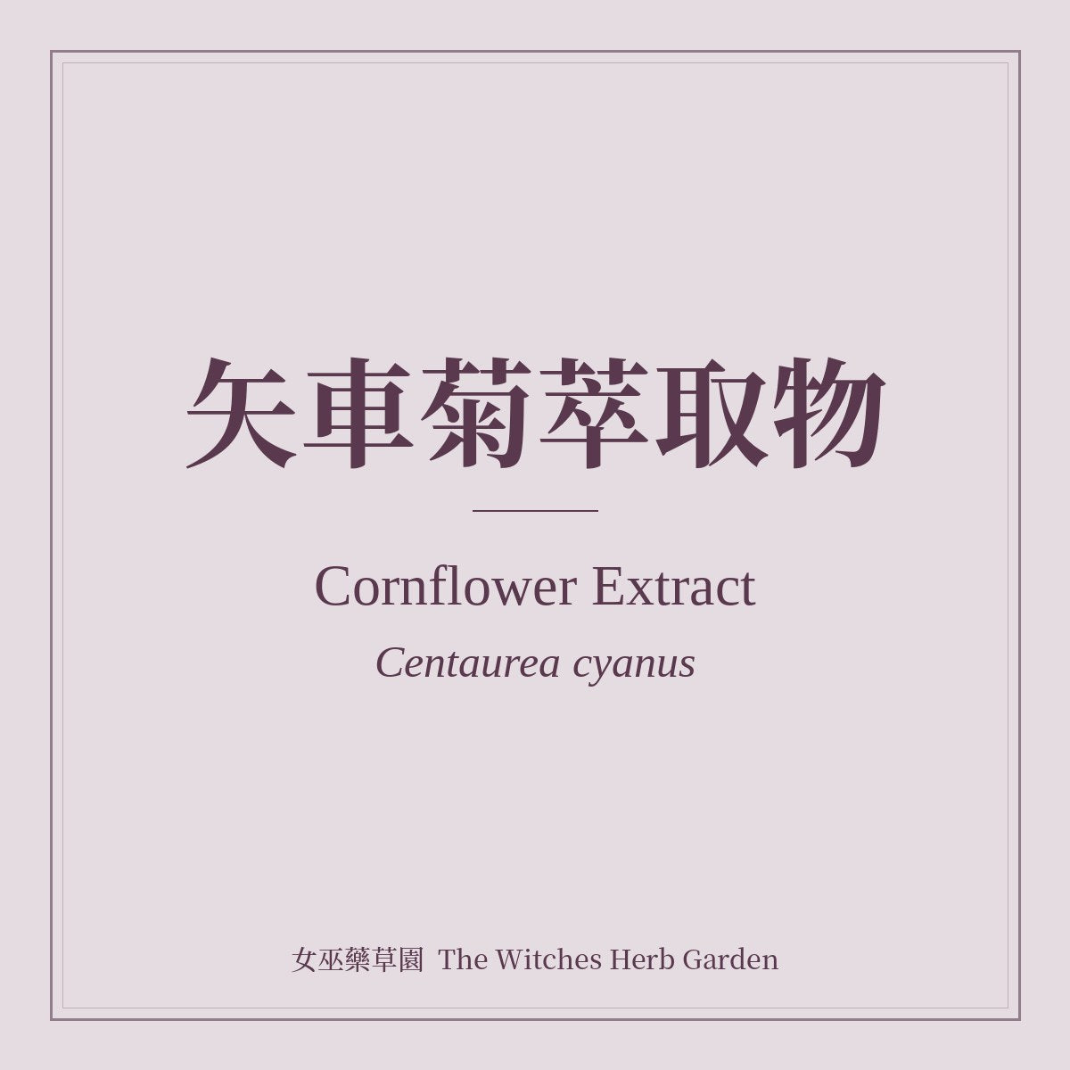 Cornflower Extract Centaurea cyanus