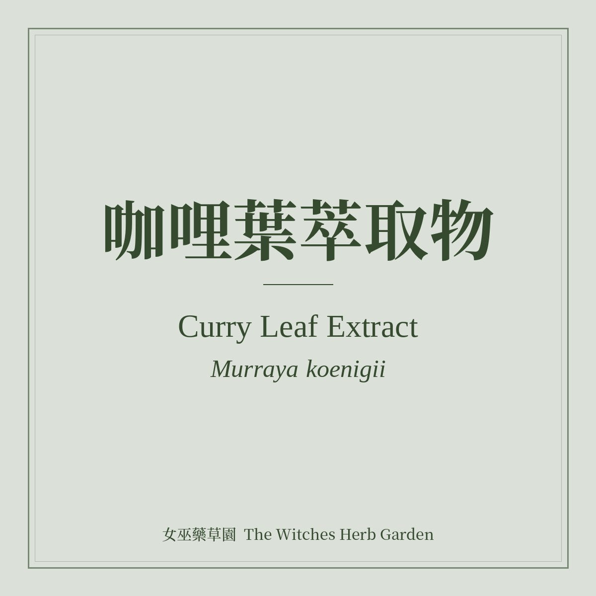 Curry Leaf Extract 咖哩葉萃取物 Murraya koenigii
