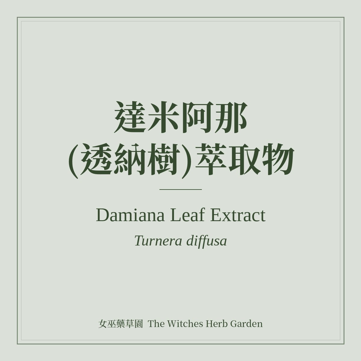 Damiana Leaf Extract 達米阿那(透納樹)萃取物 Turnera diffusa