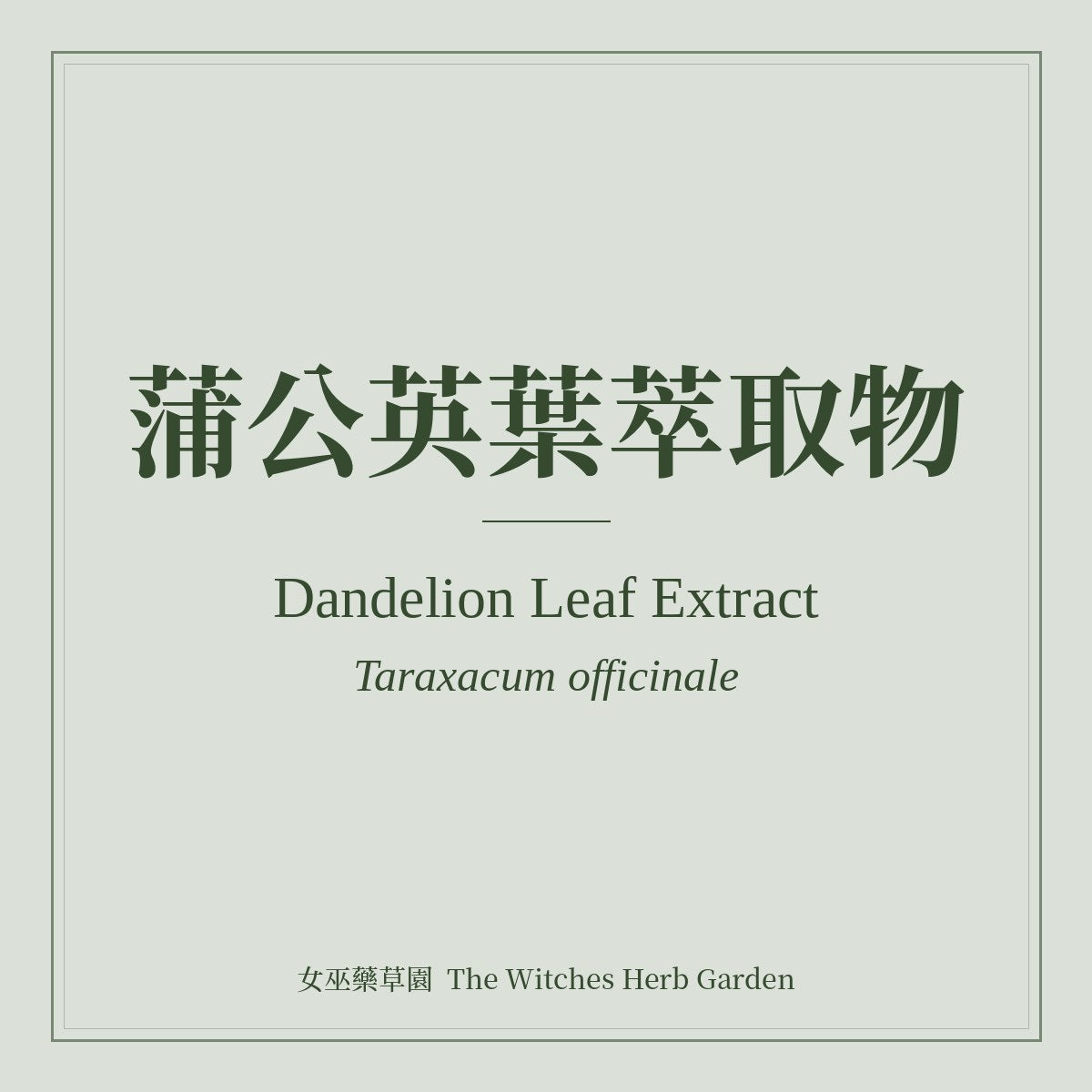 Dandelion Leaf Extract 蒲公英葉萃取物 Taraxacum officinale
