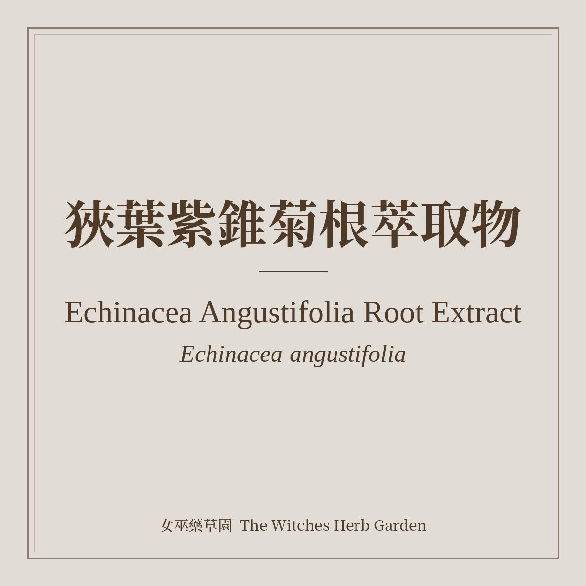 Echinacea Angustifolia Root Extract 狹葉紫錐菊根萃取物 Echinacea angustifolia
