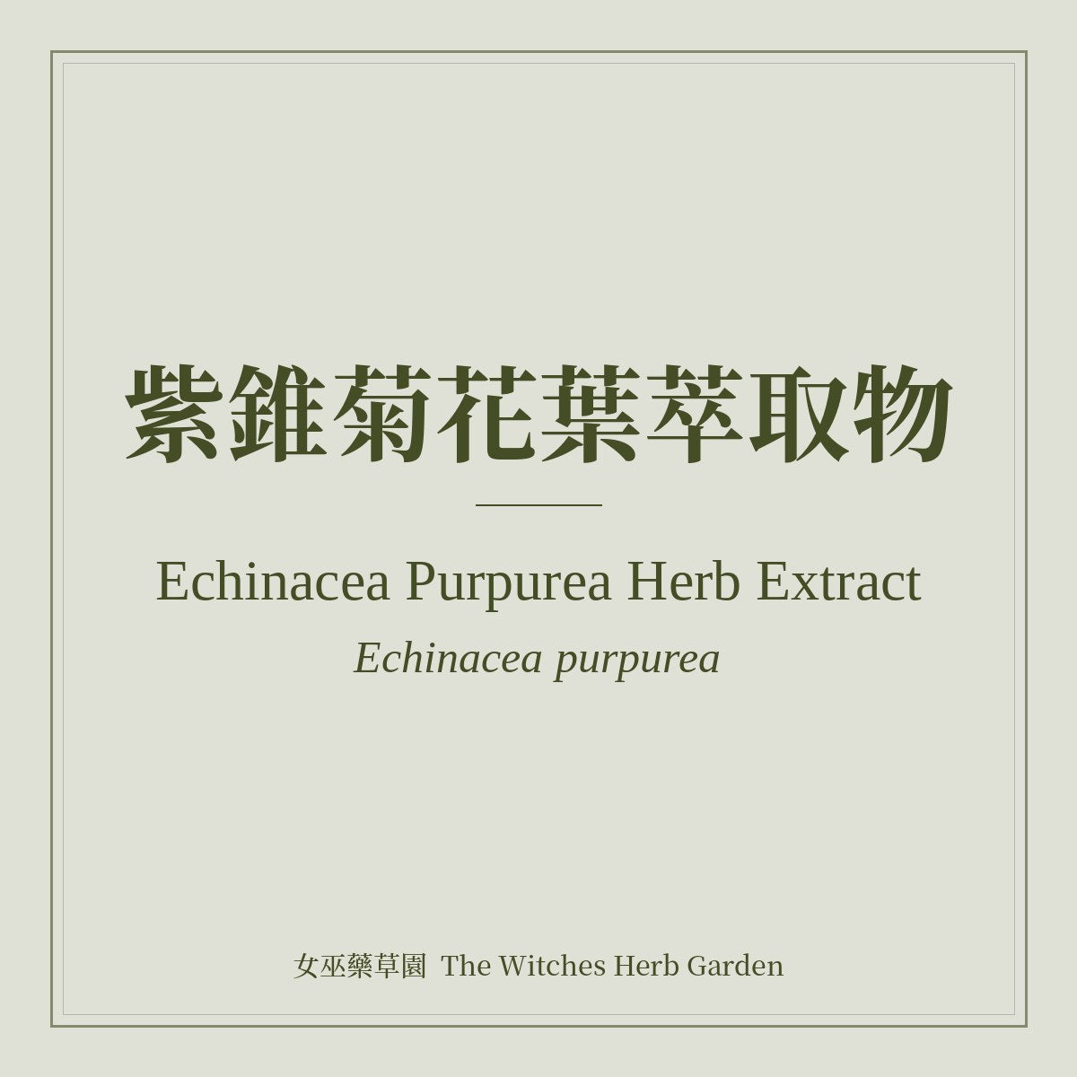 Echinacea Purpurea Herb Extract 紫錐菊花葉萃取物 Echinacea purpurea