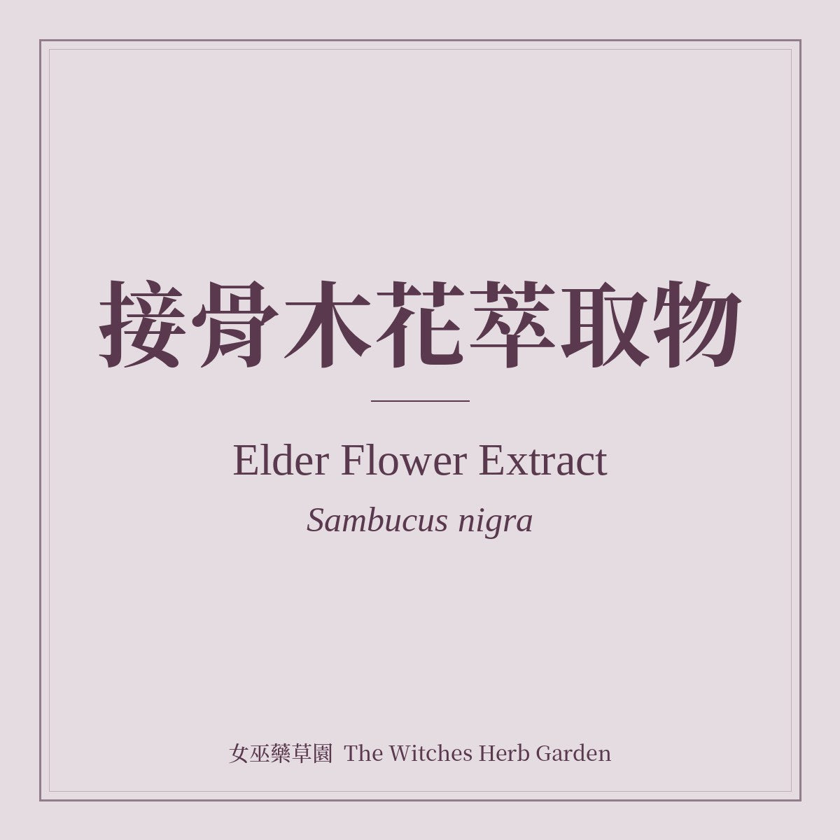 Elder Flower Extract 接骨木花萃取物 Sambucus nigra
