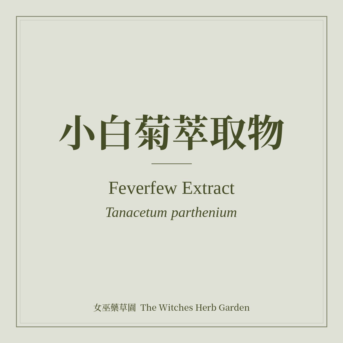 Feverfew Extract 小白菊萃取物 Tanacetum parthenium