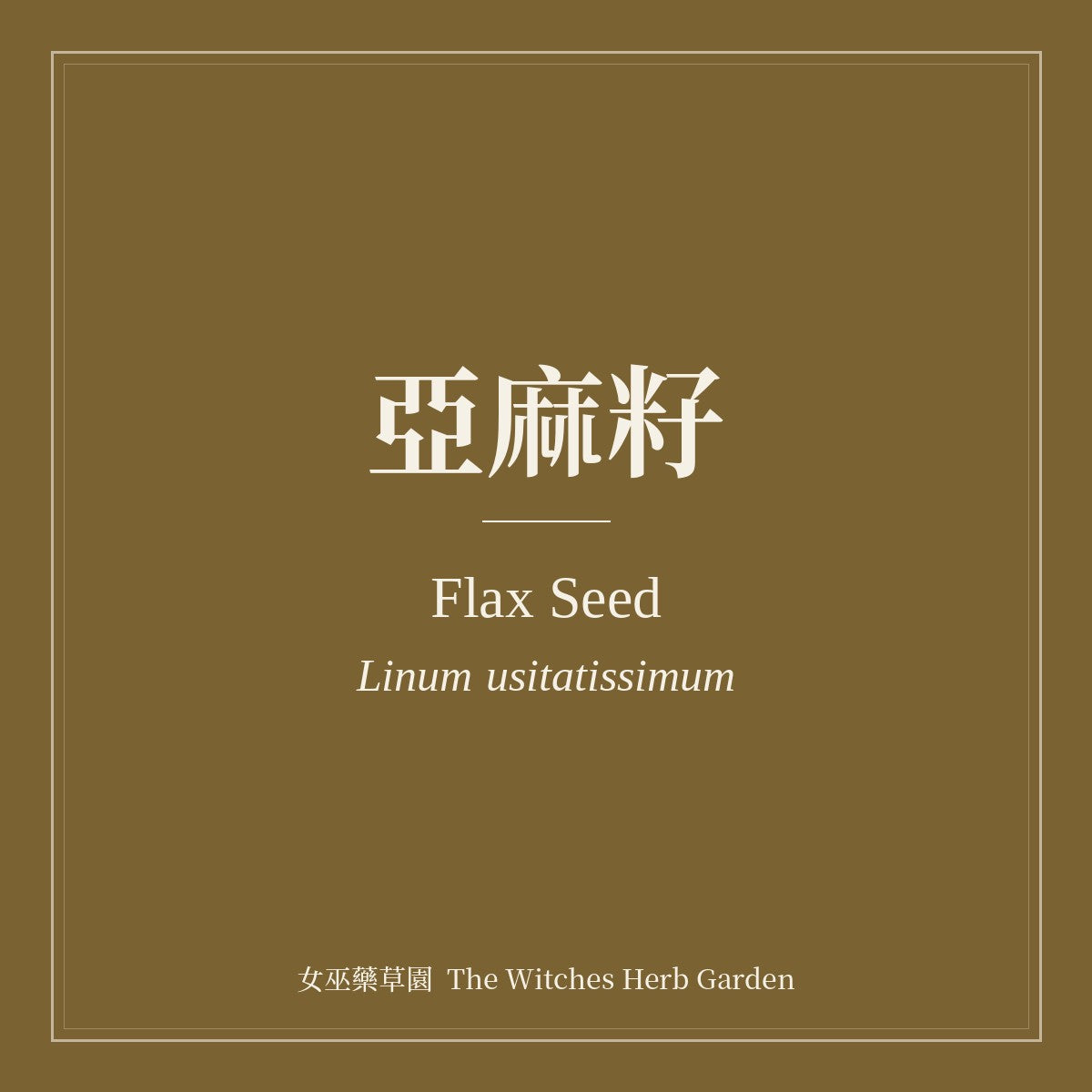 Flax Seed 亞麻籽 Linum usitatissimum