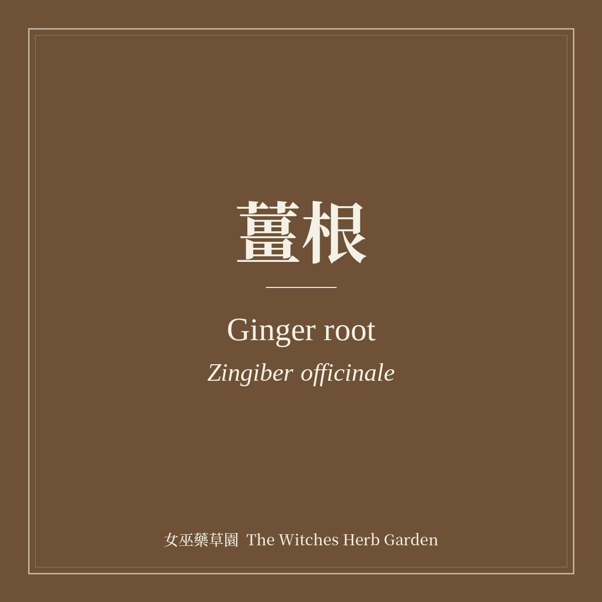Ginger root 薑根 Zingiber officinale