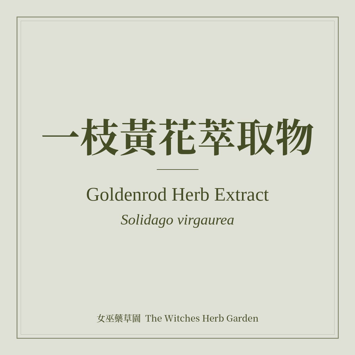Goldenrod Herb Extract 一枝黃花萃取物 Solidago virgaurea