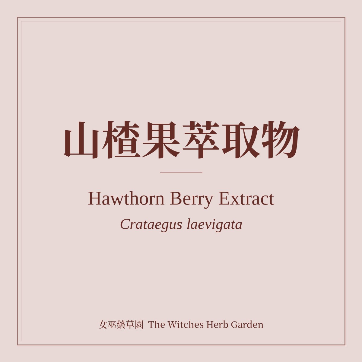 Hawthorn Berry Extract 山楂果萃取物 Crataegus laevigata