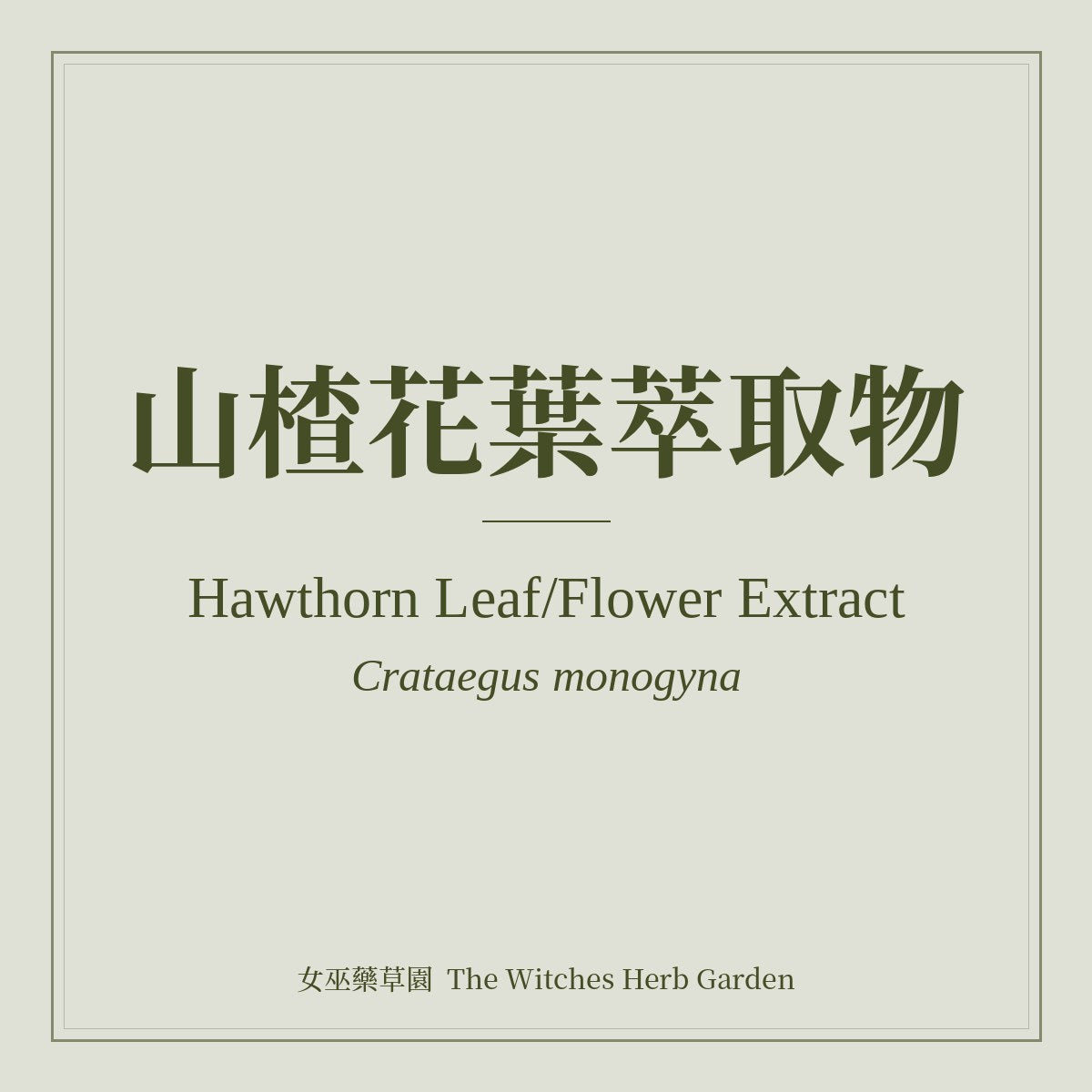 Hawthorn Leaf/Flower Extract 山楂花葉萃取物 Crataegus monogyna