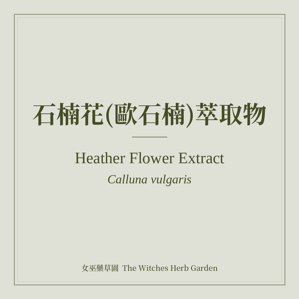 Heather Flower Extract 石楠花(歐石楠)萃取物 Calluna vulgaris