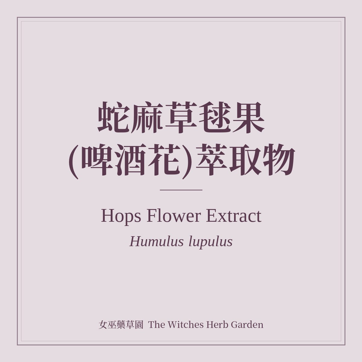 Hops Flower Extract 蛇麻草毬果(啤酒花)萃取物 Humulus lupulus