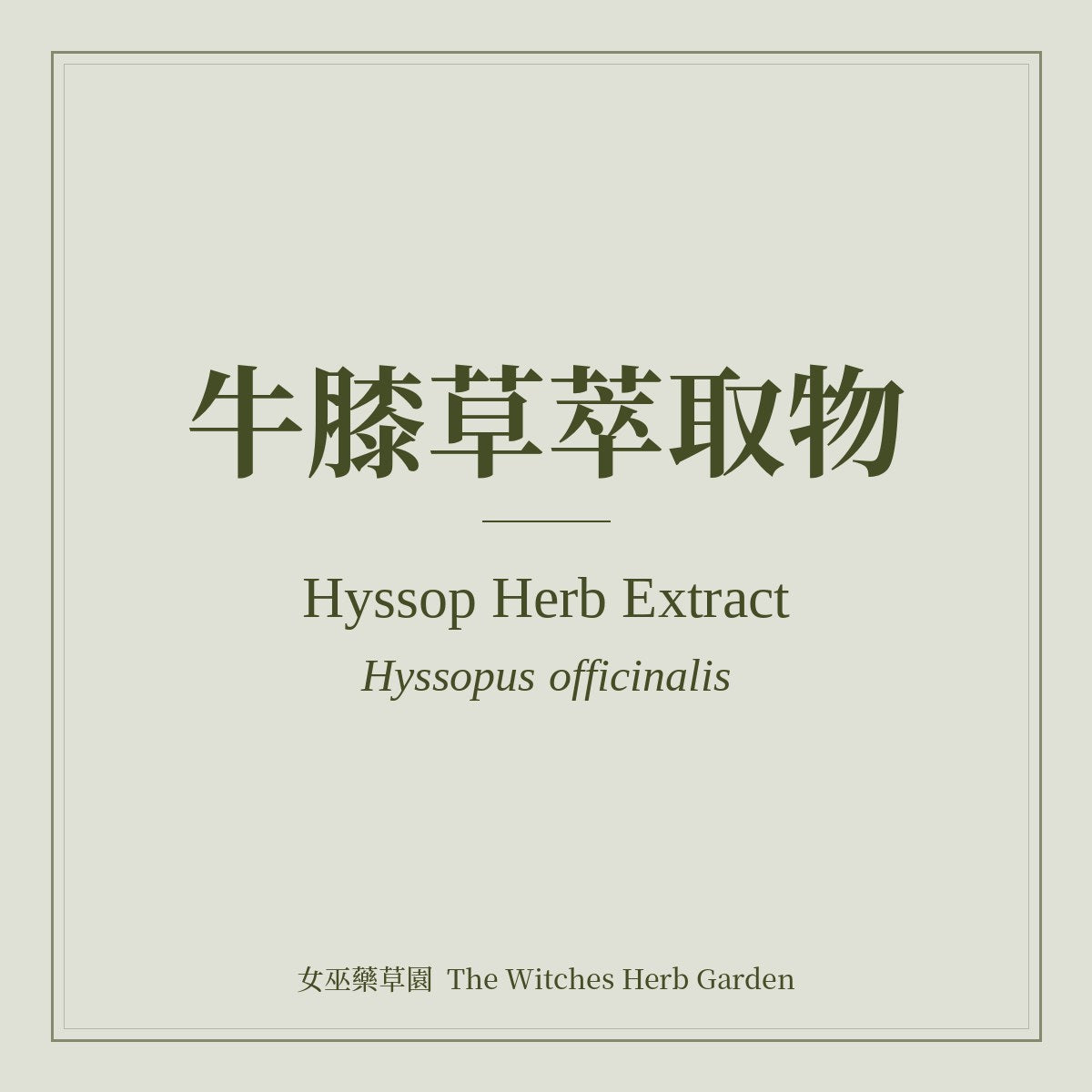 Hyssop Herb Extract Hyssopus officinalis