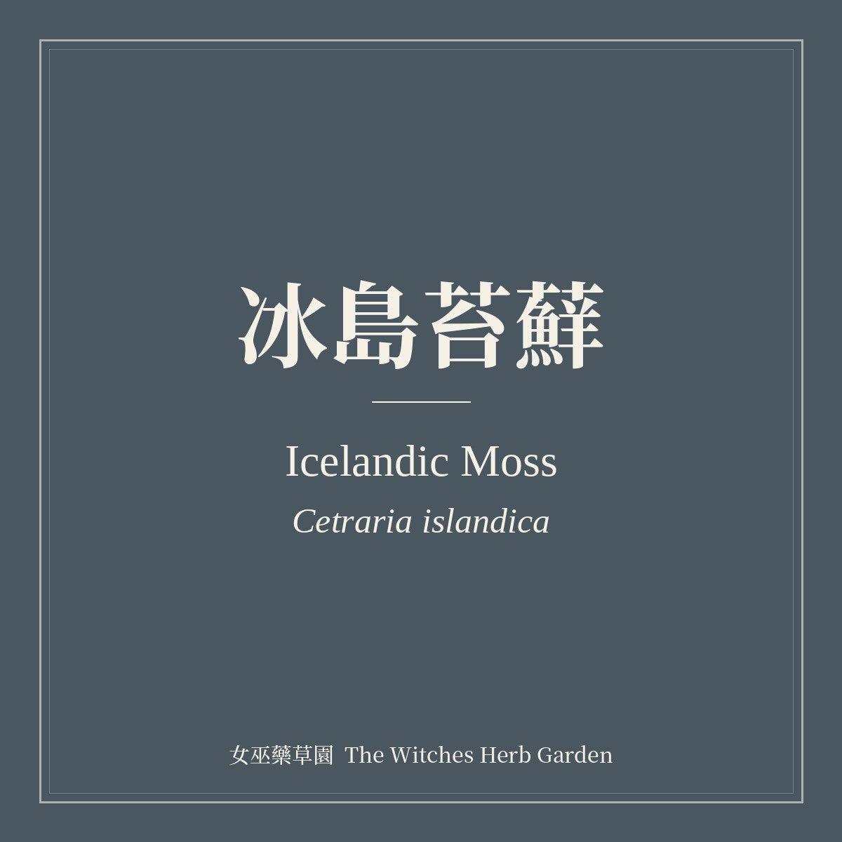 Icelandic Moss 冰島苔蘚 Cetraria islandica