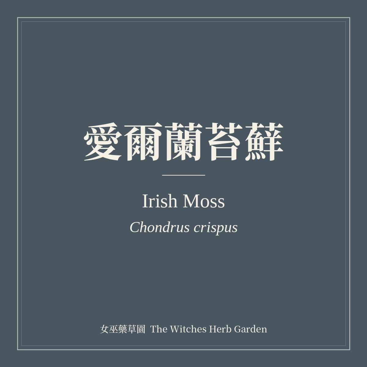 Irish Moss Chondrus crispus