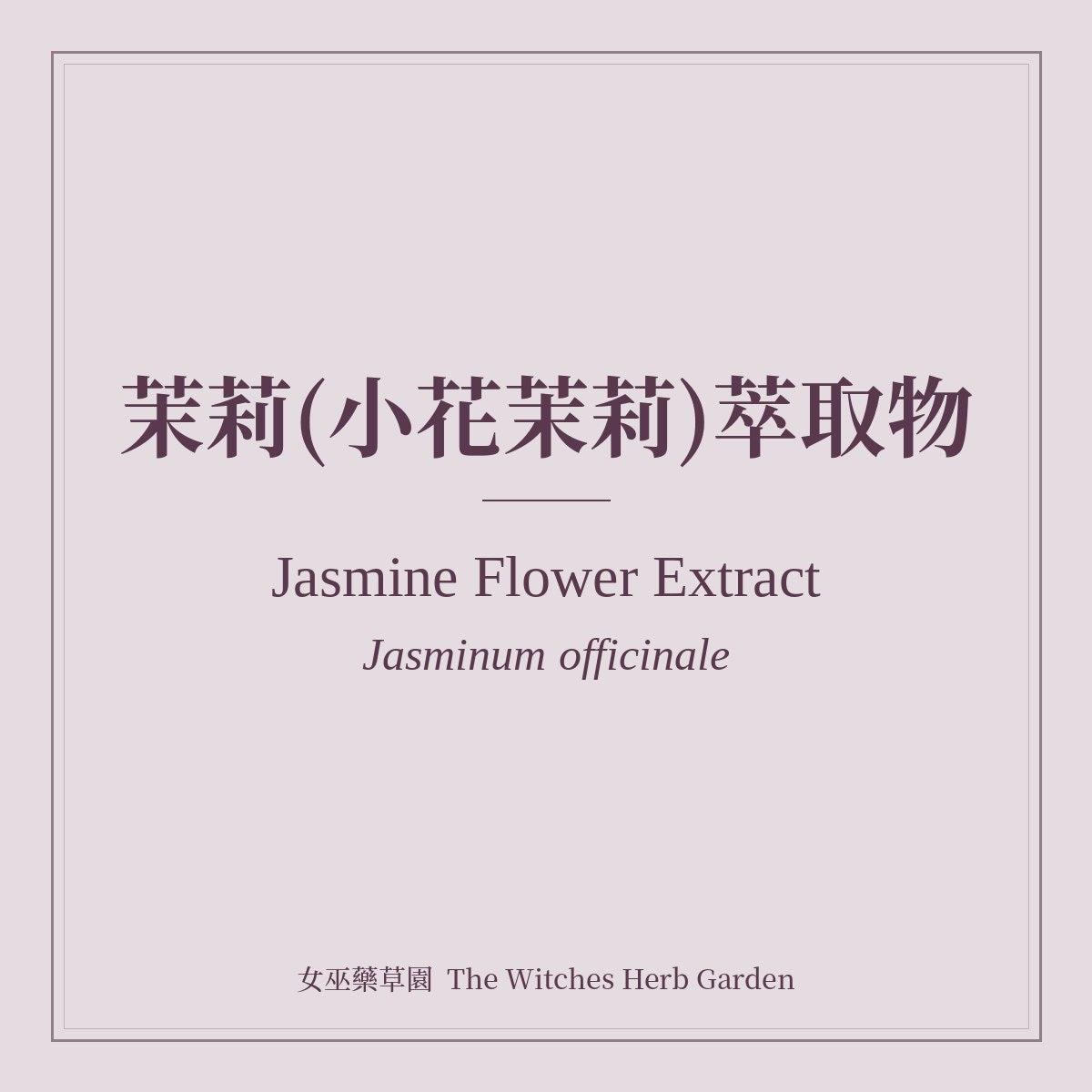 Jasmine Flower Extract Jasminum officinale