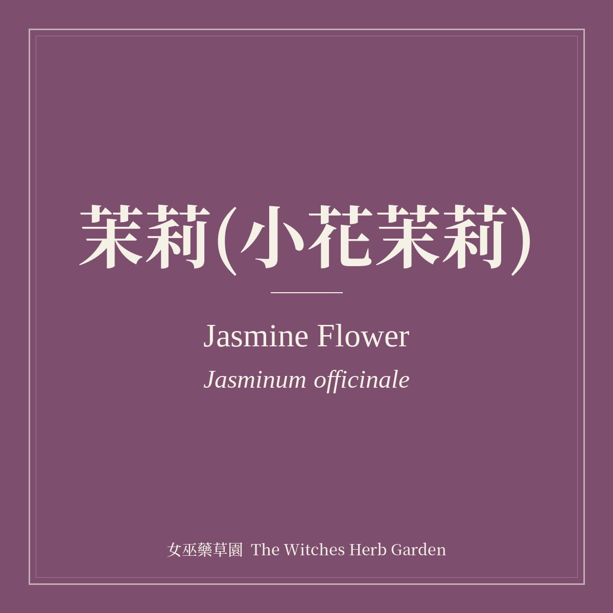 Jasmine Flower Jasminum officinale
