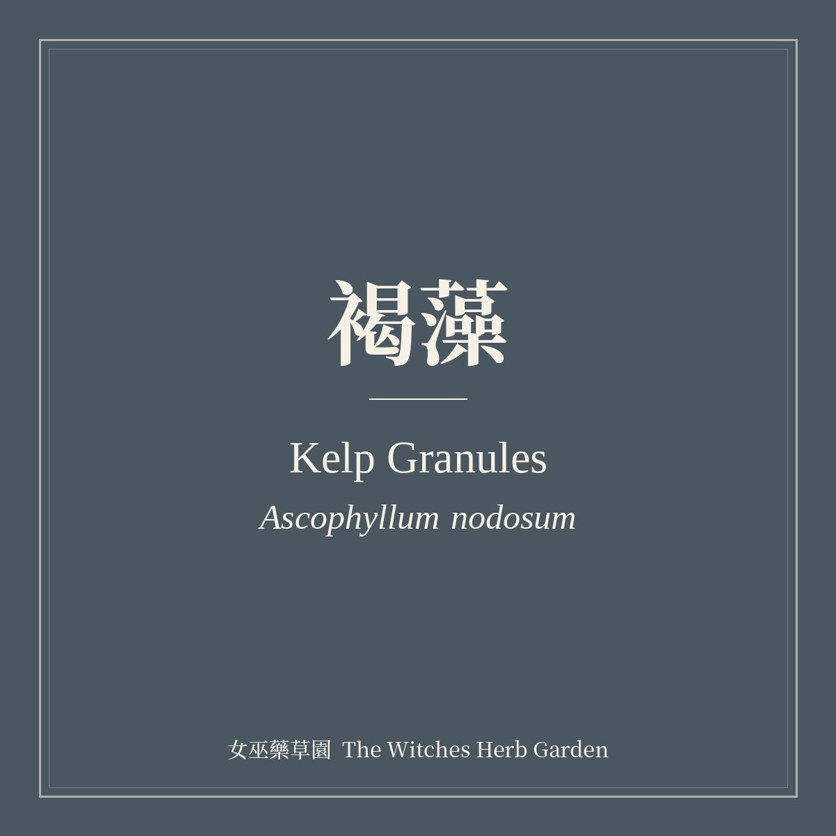 Kelp Granules 褐藻 Ascophyllum nodosum