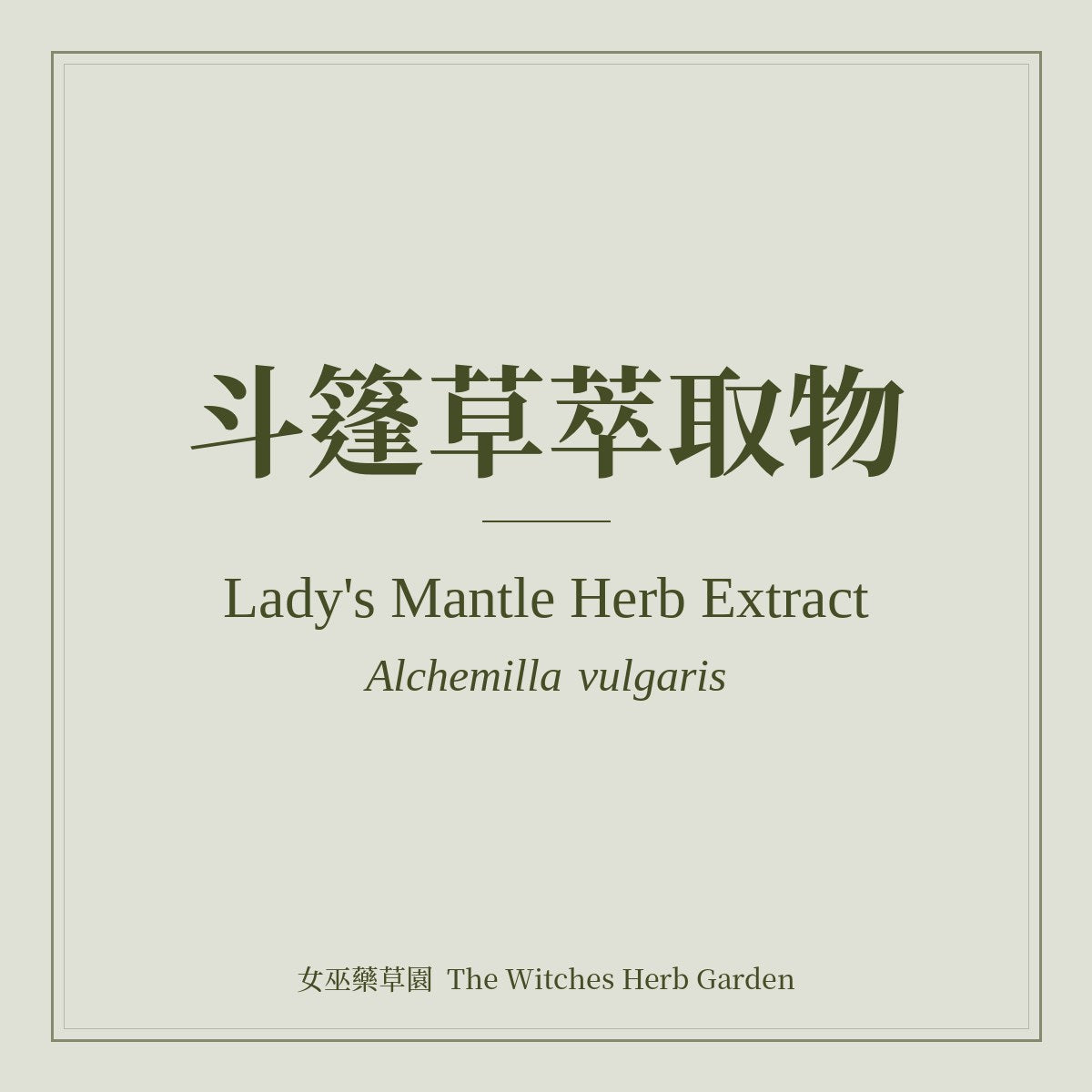 Lady's Mantle Herb Extract 斗篷草萃取物 Alchemilla vulgaris