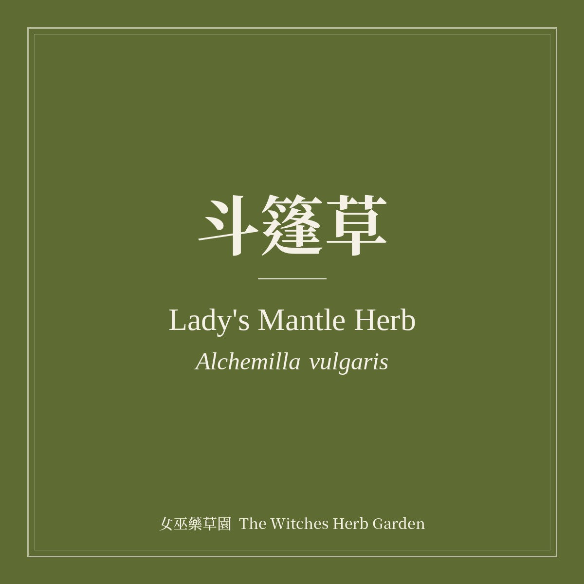 Lady's Mantle Herb Alchemilla vulgaris