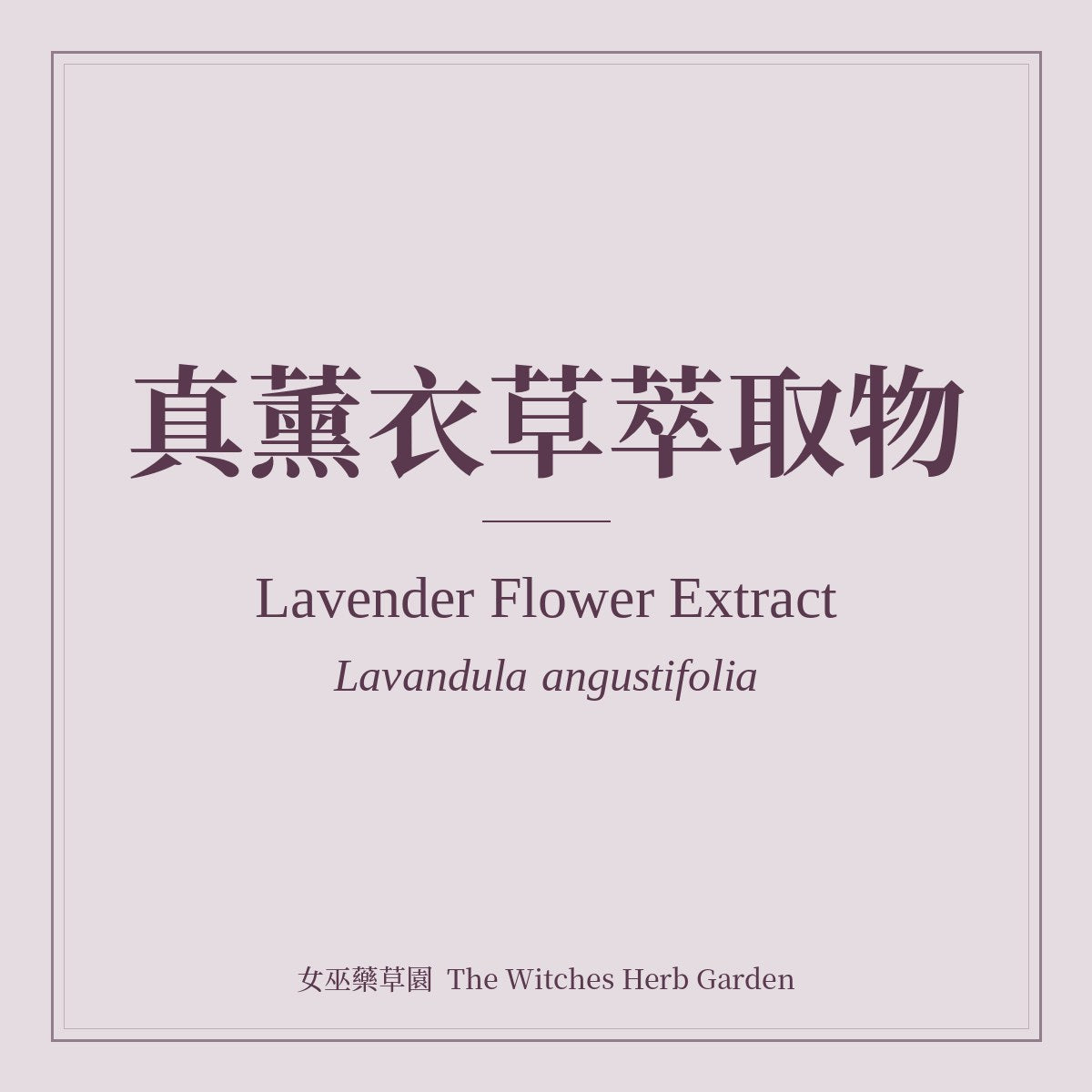 Lavender Flower Extract 真薰衣草萃取物 Lavandula angustifolia