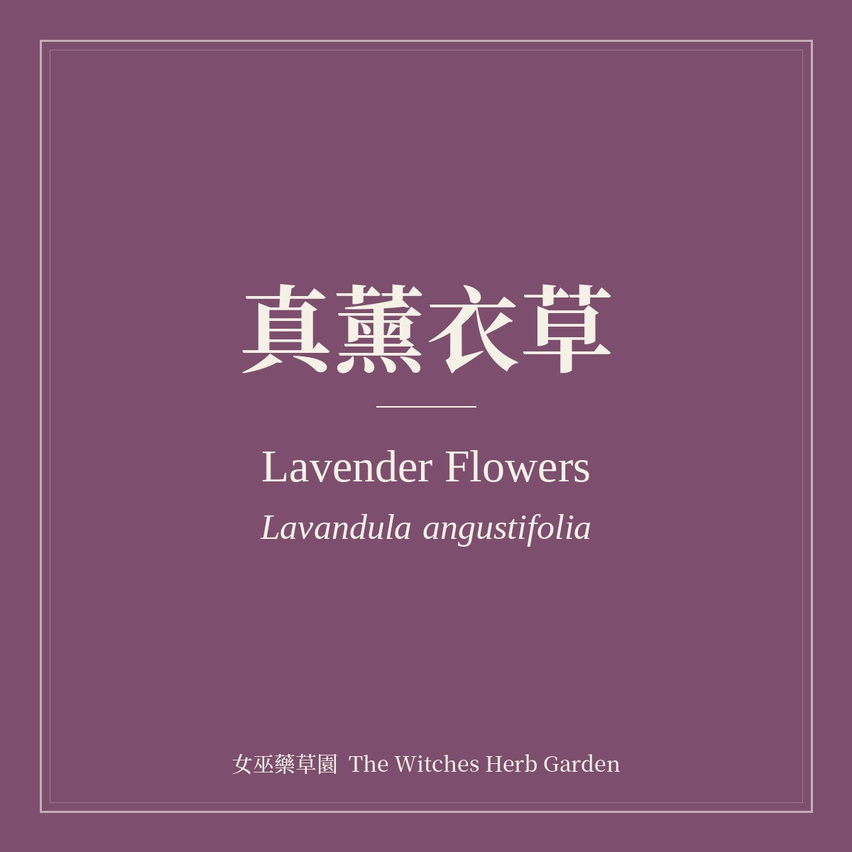 Lavender Flowers 真薰衣草 Lavandula angustifolia
