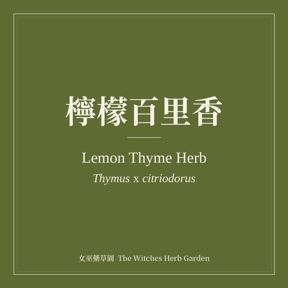 Lemon Thyme Herb Thymus x citriodorus