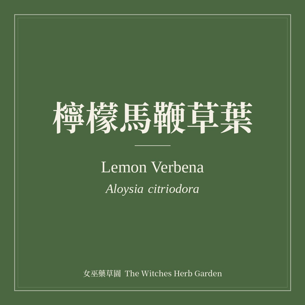 Lemon Verbena Aloysia citriodora