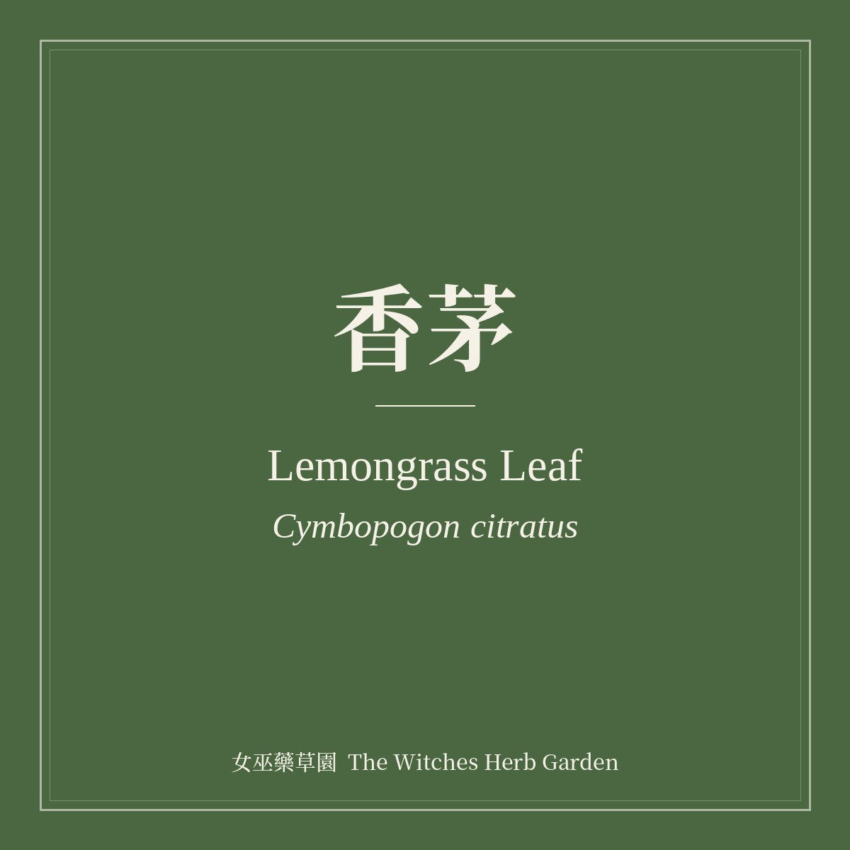 Lemongrass Leaf Cymbopogon citratus
