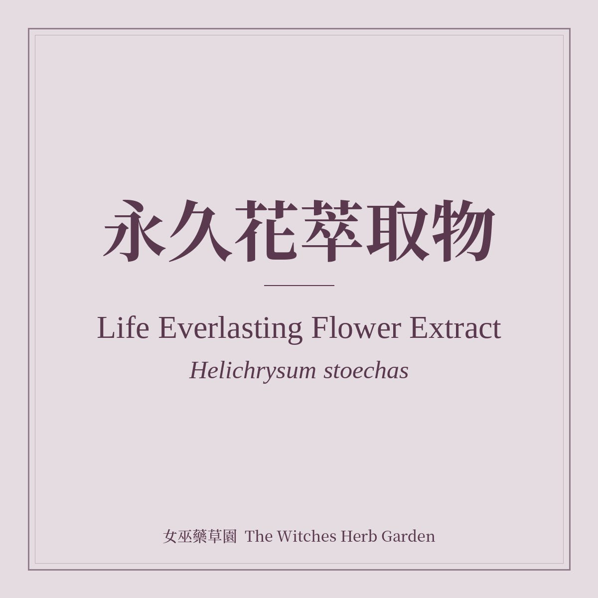 Life Everlasting Flower Extract Helichrysum stoechas