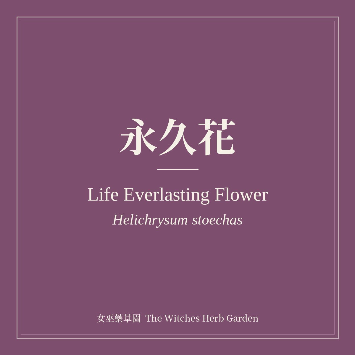 Life Everlasting Flower 永久花 Helichrysum stoechas