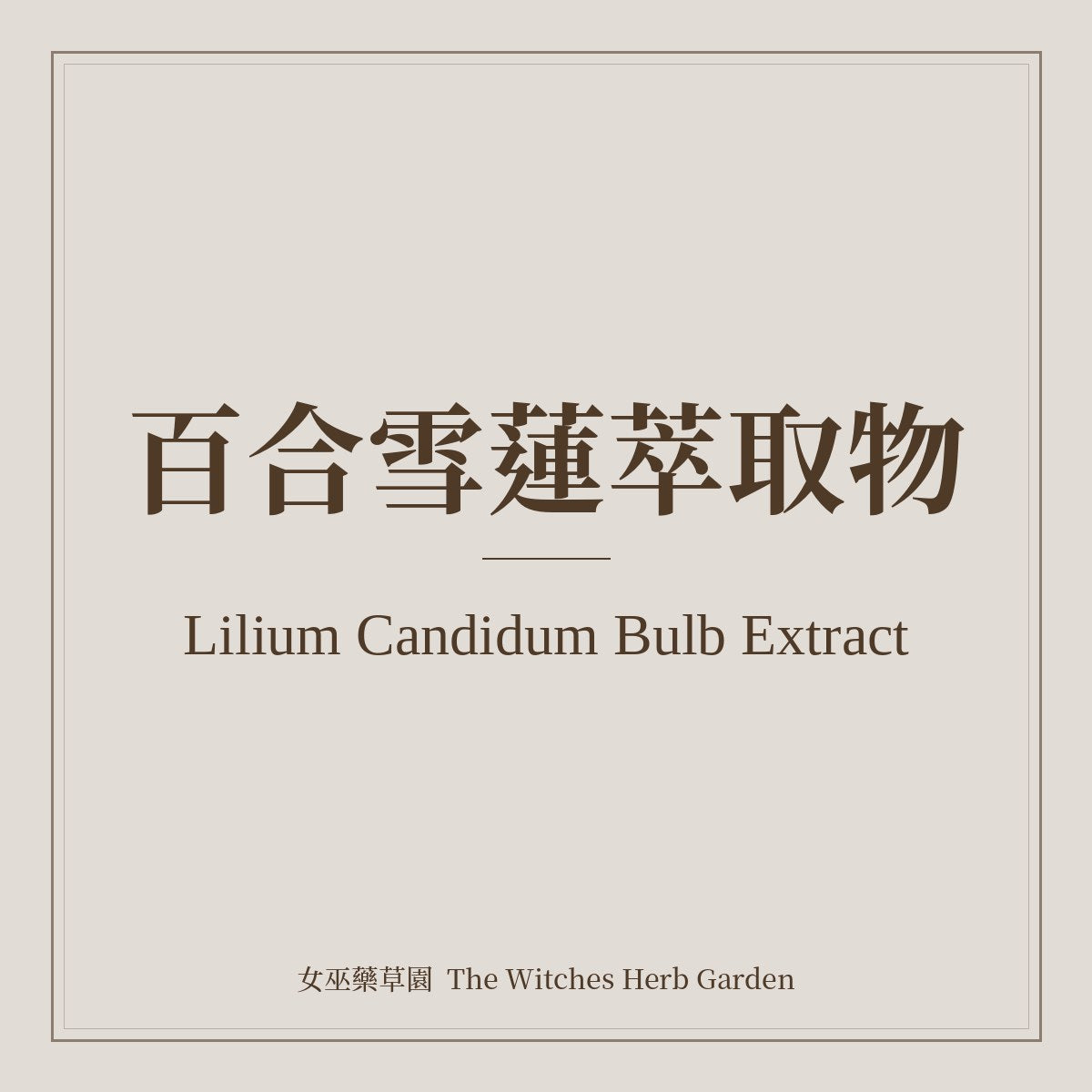 Lilium Candidum Bulb Extract 百合雪蓮萃取物