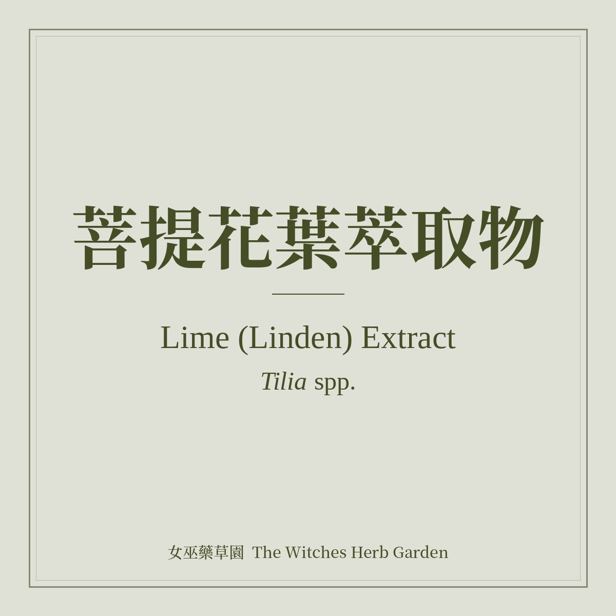 Lime (Linden) Extract 菩提花葉萃取物 Tilia spp.