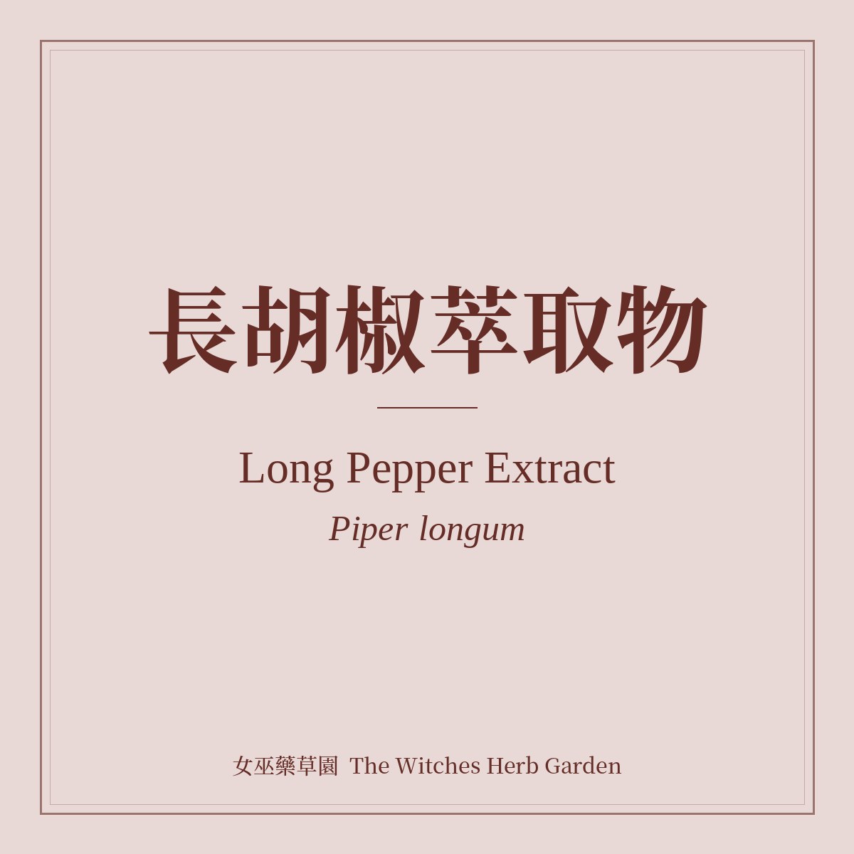 Long Pepper Extract 長胡椒萃取物 Piper longum