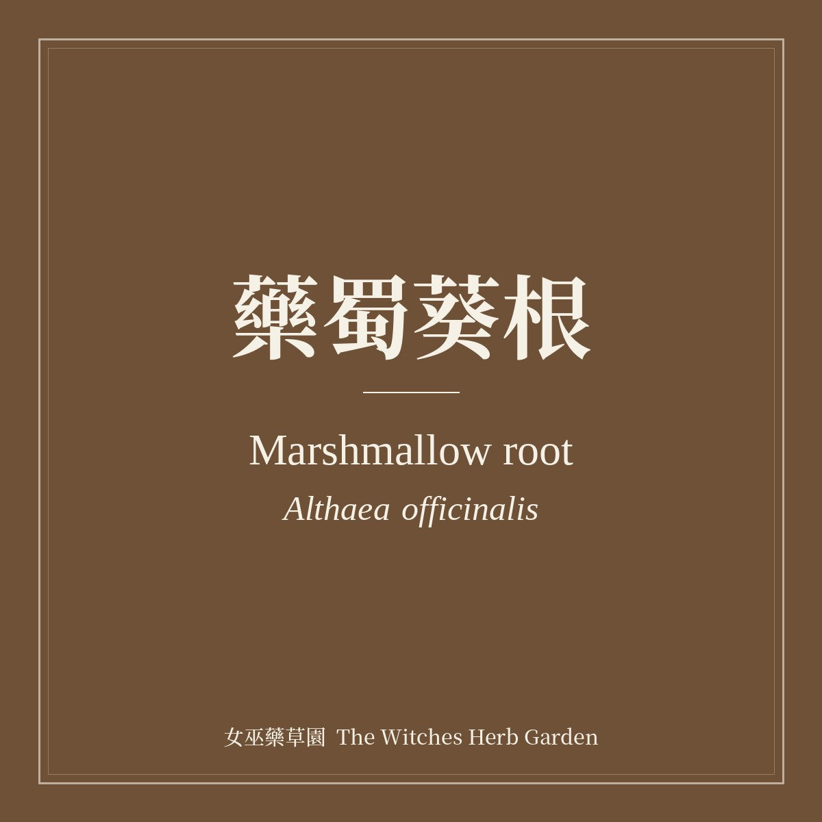 Marshmallow root Althaea officinalis