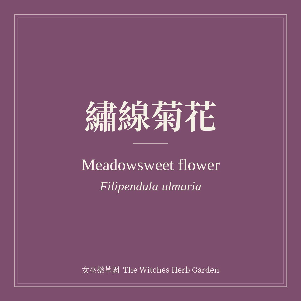 Meadowsweet flower 繡線菊花 Filipendula ulmaria