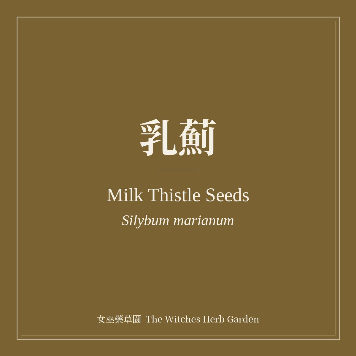 Milk Thistle Seeds 乳薊 Silybum marianum