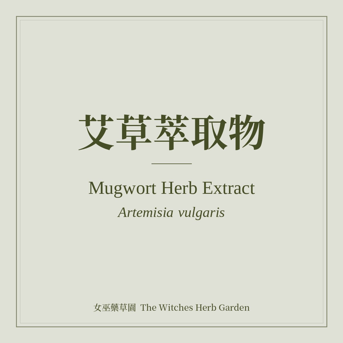 Mugwort Herb Extract Artemisia vulgaris