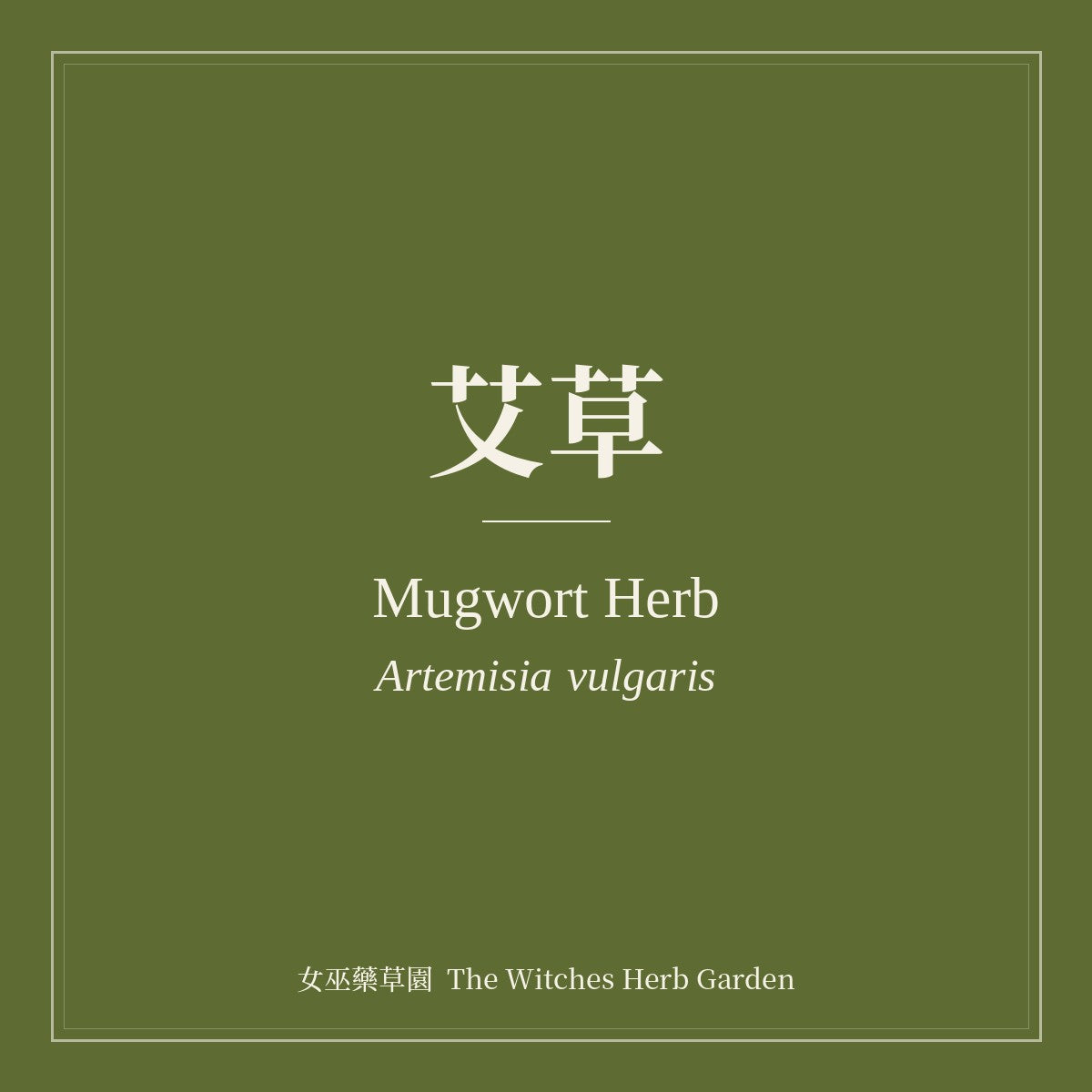 Mugwort Herb Artemisia vulgaris