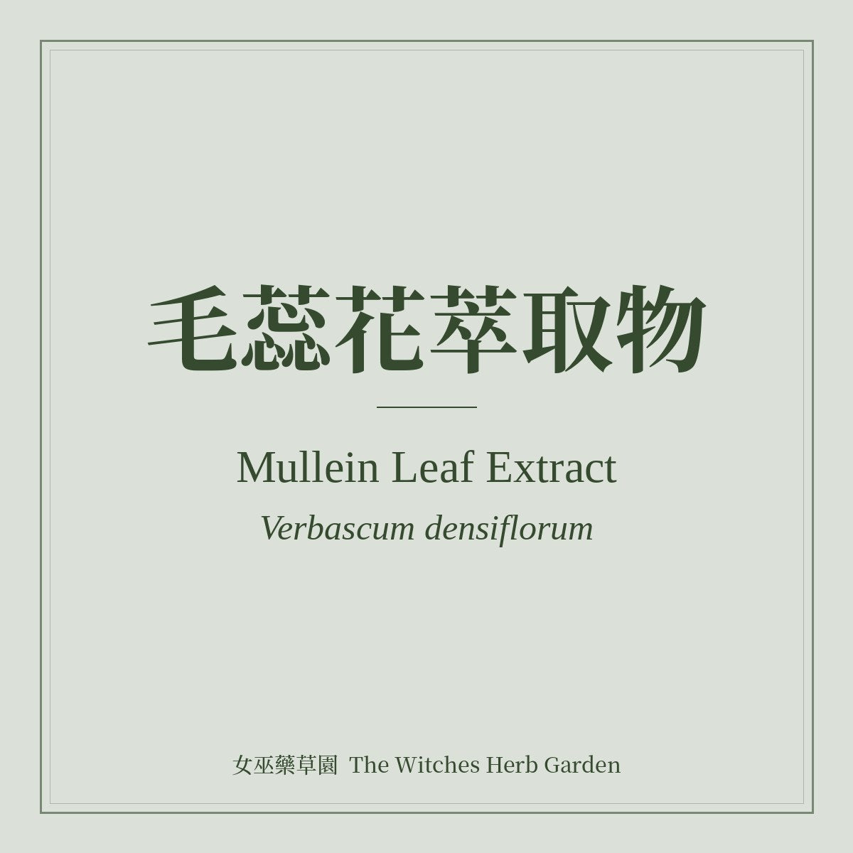 Mullein Leaf Extract Verbascum densiflorum