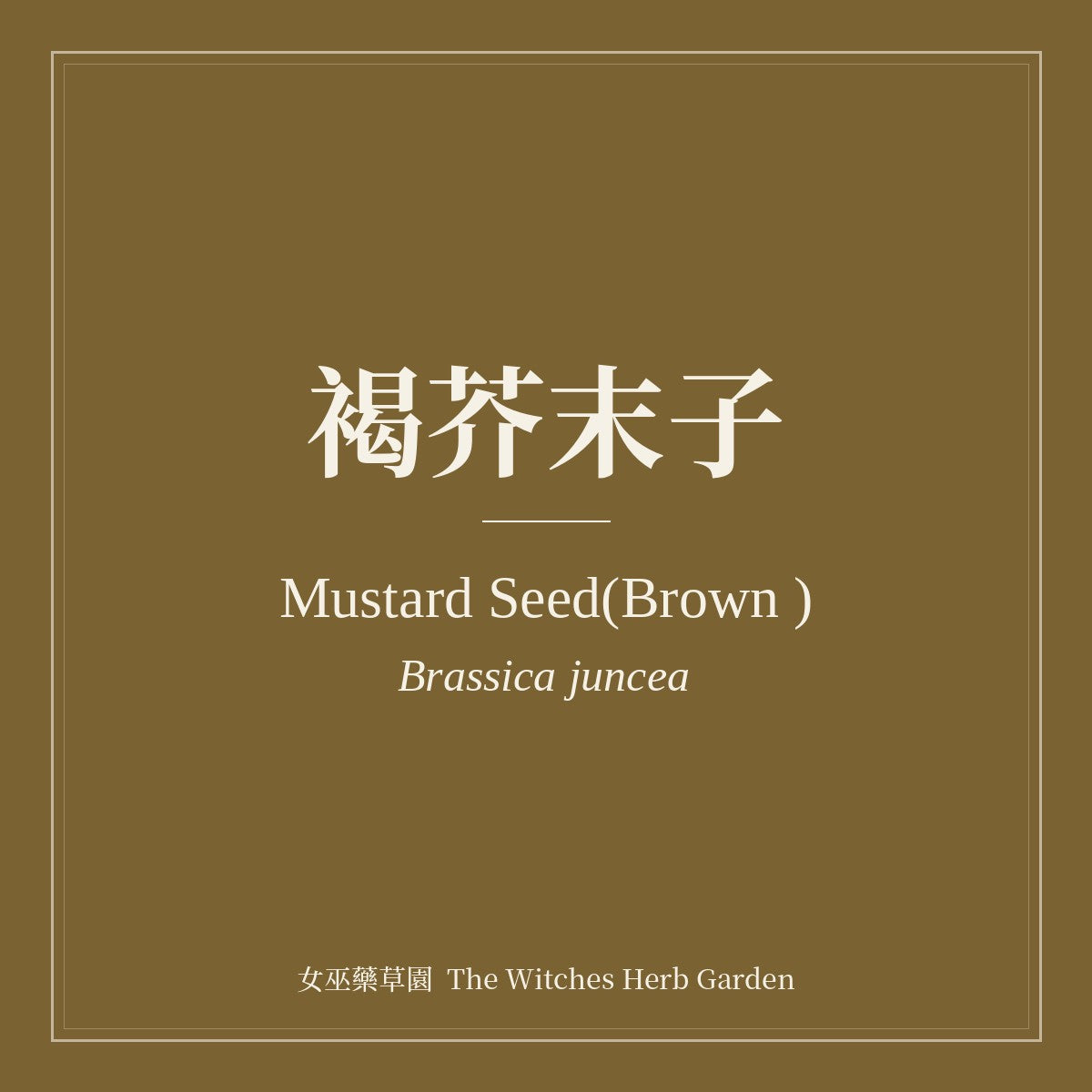 Mustard Seed(Brown ) Brassica juncea