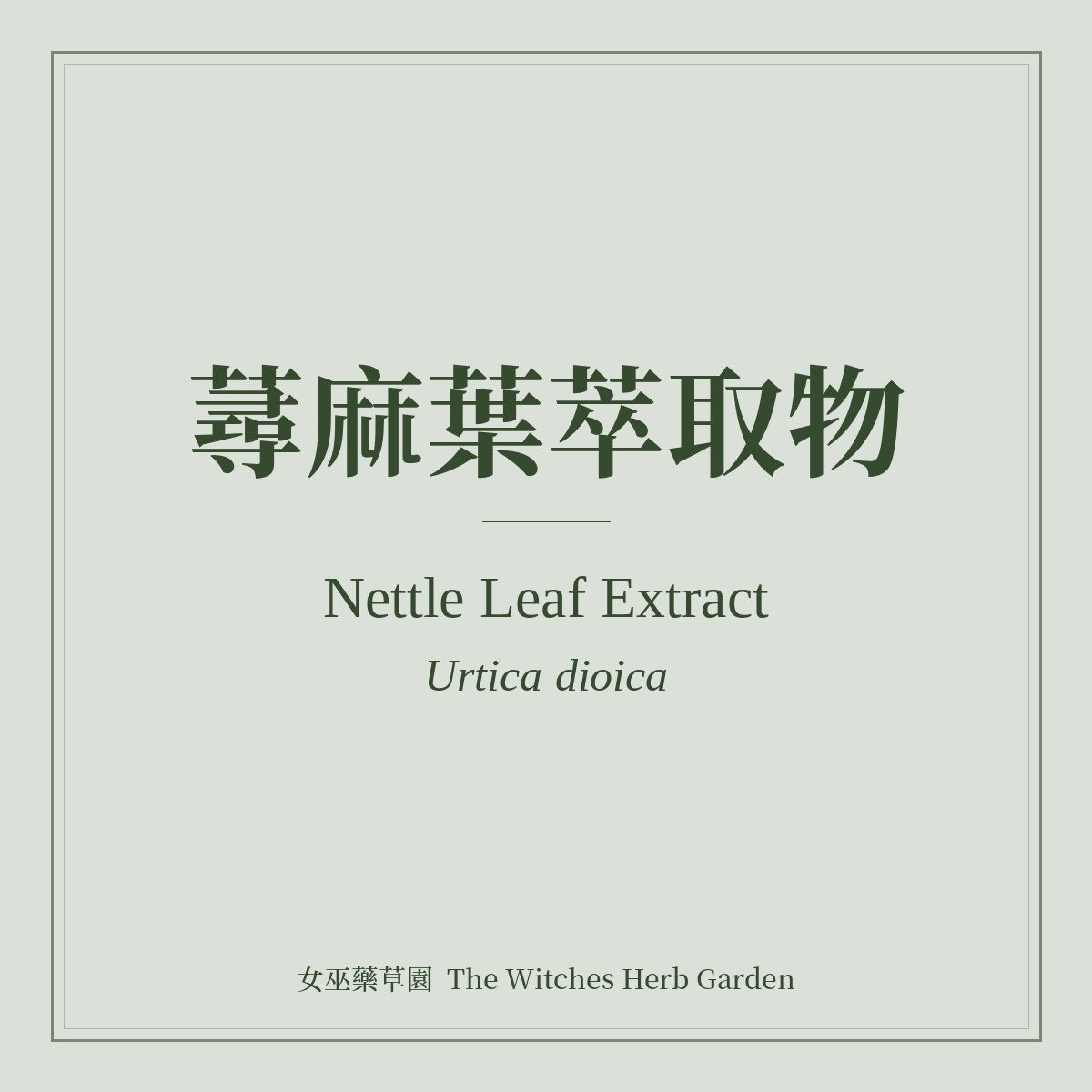 Nettle Leaf Extract 蕁麻葉萃取物 Urtica dioica