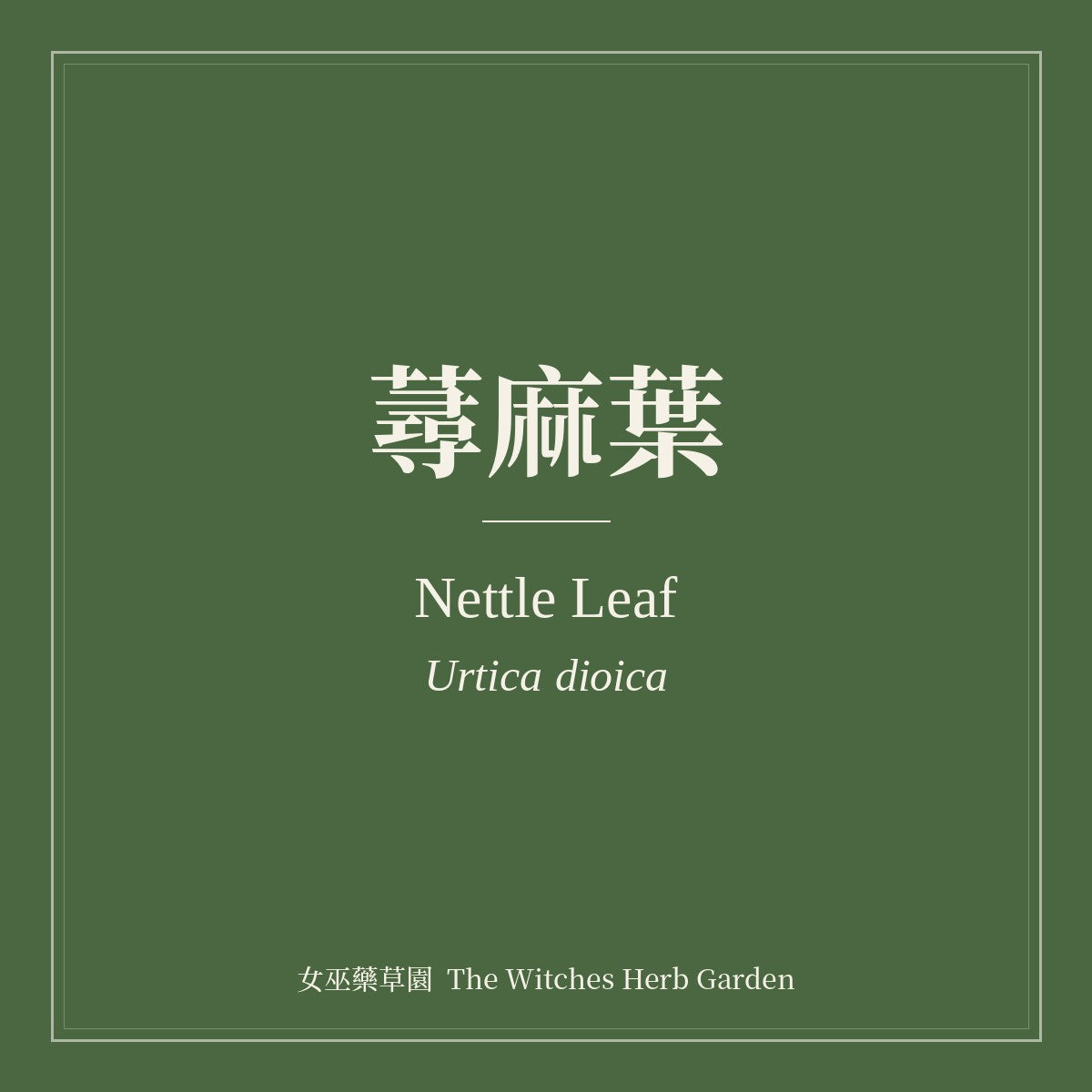 Nettle Leaf 蕁麻葉 Urtica dioica