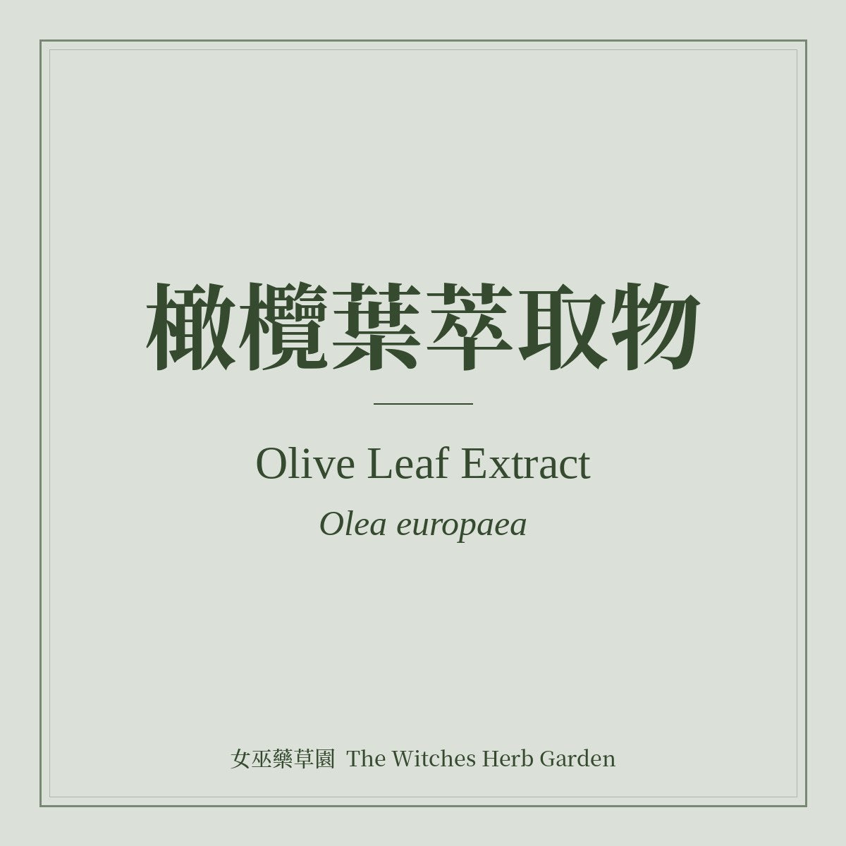 Olive Leaf Extract 橄欖葉萃取物 Olea europaea