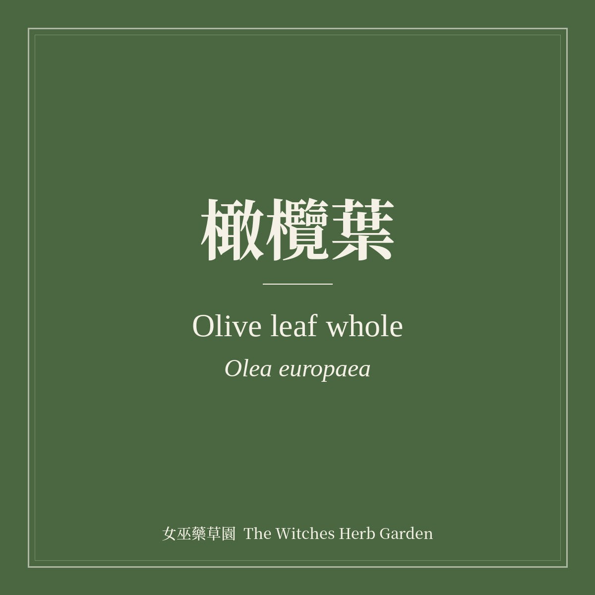 Olive leaf whole 橄欖葉 Olea europaea
