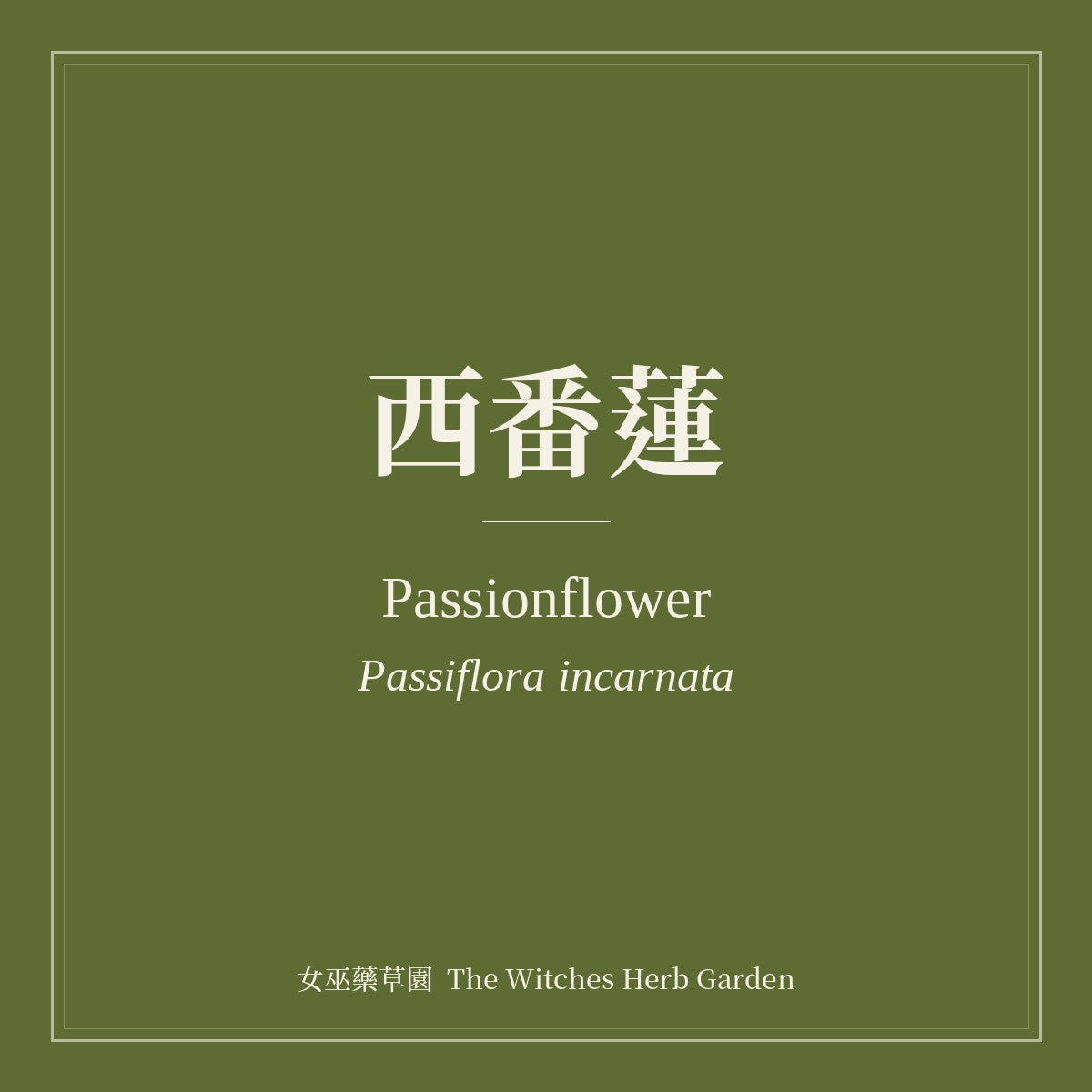 Passionflower 西番蓮 Passiflora incarnata